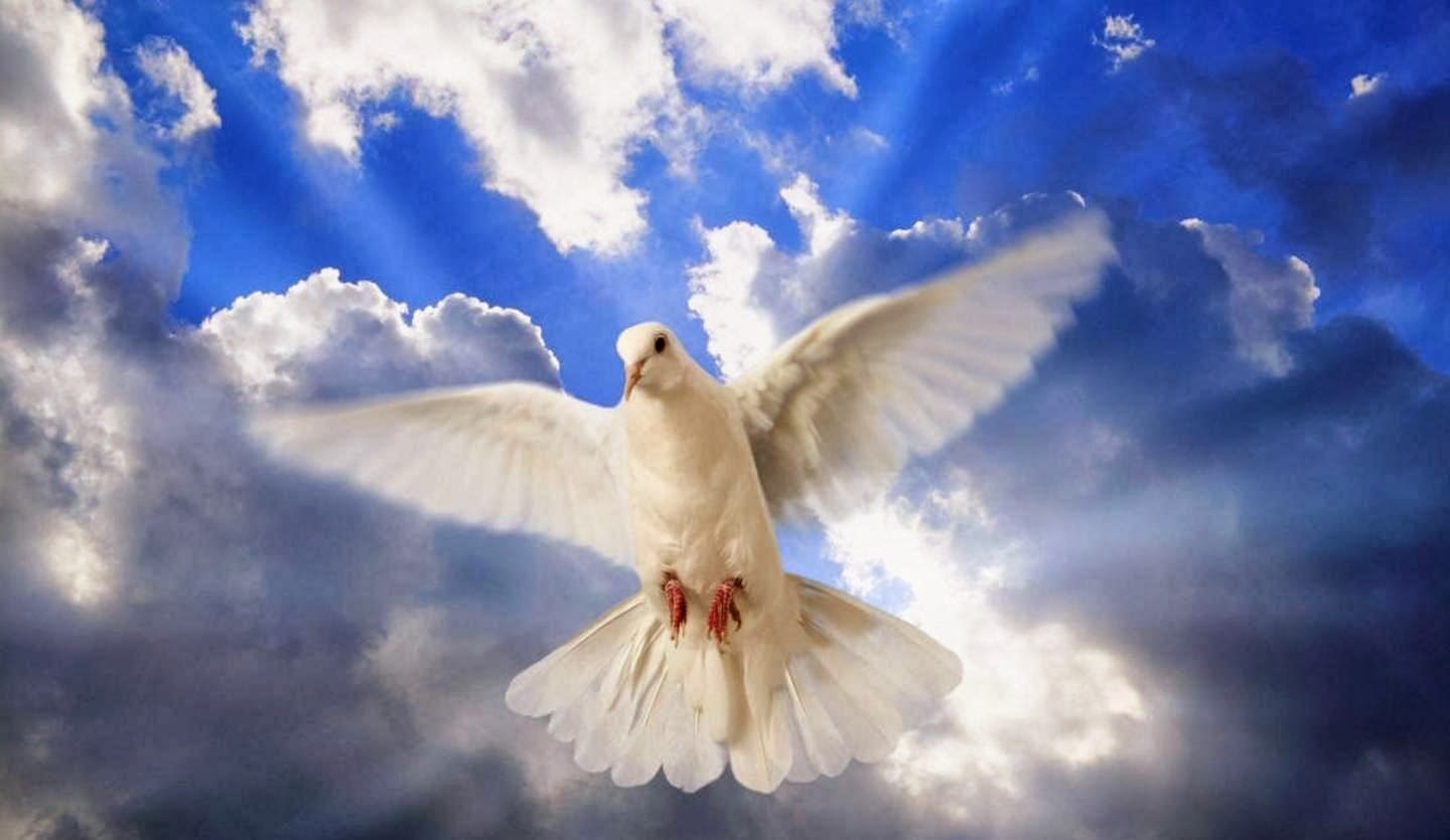 Salve 1º de Janeiro - Dia Mundial da Paz